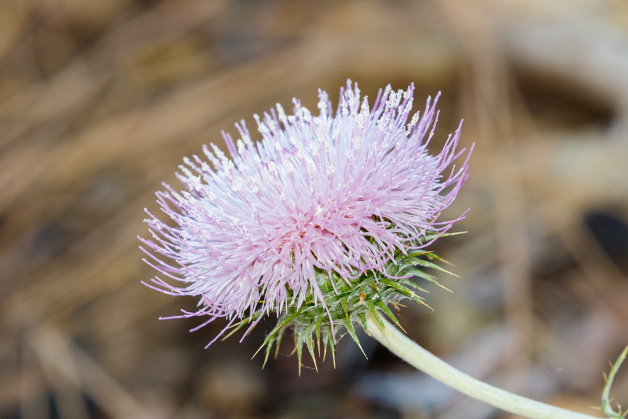 New Mexico Thistle