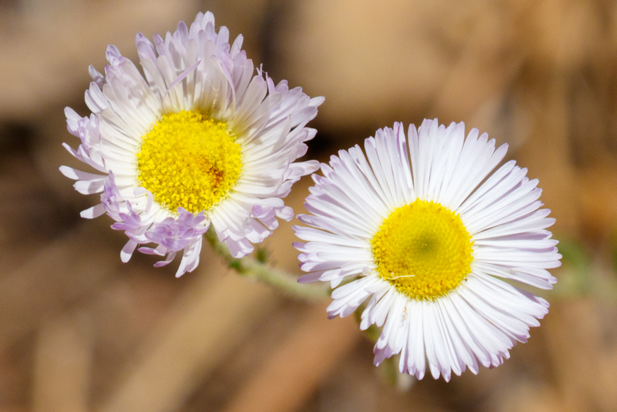 Spreading Fleabane