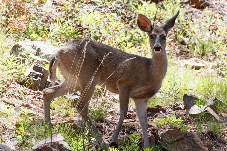 Arizona White-tailed Deer