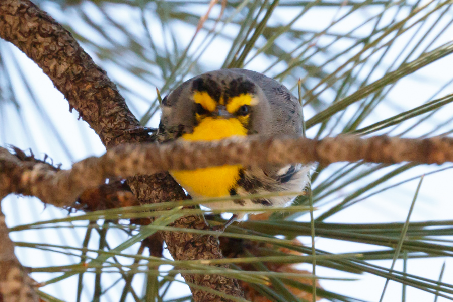 Grace\'s Warbler