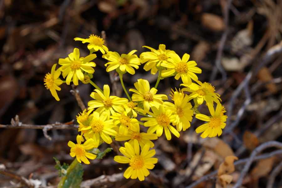 Oak Creek Ragwort