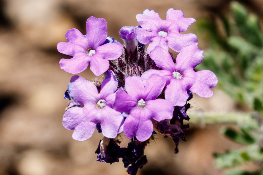 Dakota Mock Vervain