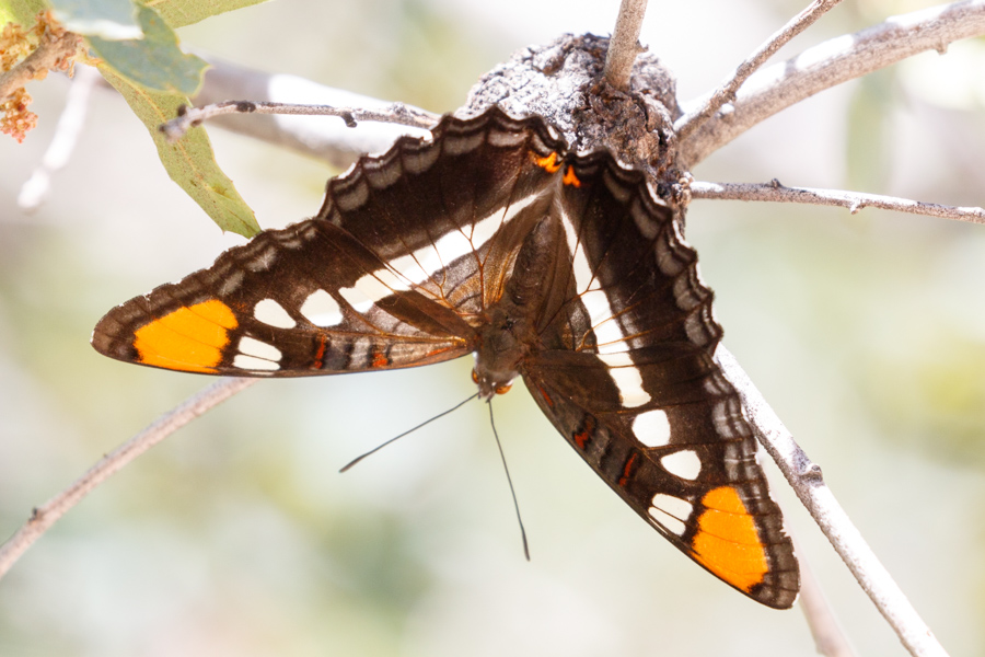 Arizona Sister Butterfly