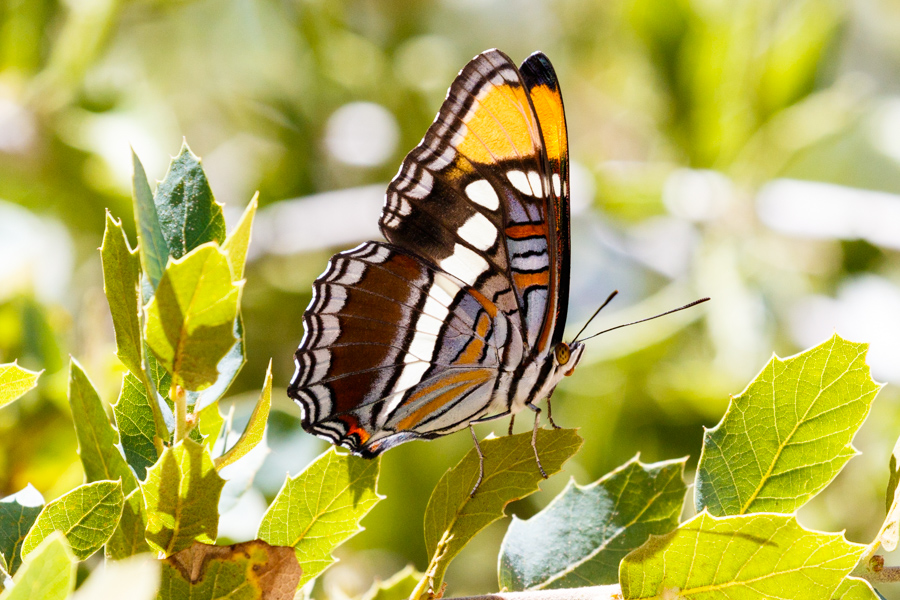 Arizona Sister Butterfly