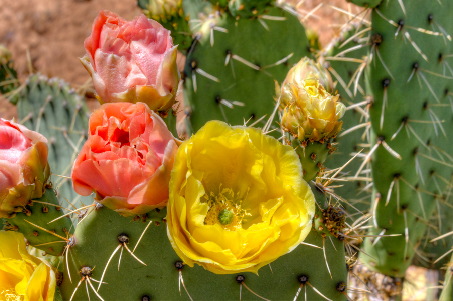 Prickly Pear Cactus Flowers