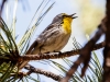 Grace's Warbler