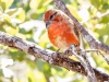 Red Crossbill