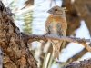 Red Crossbill