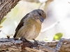 Red Crossbill