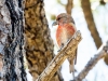 Red Crossbill