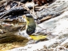 Lesser Goldfinch