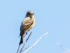 Western Wood-Pewee