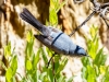 Blue-gray Gnatcatcher