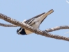 Black-throated Gray Warbler