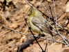 Lesser Goldfinch