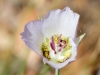 Doubting Mariposa Lily