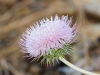 New Mexico Thistle