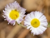 Spreading Fleabane