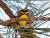 Grace's Warbler