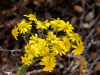 Oak Creek Ragwort