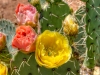 Prickly Pear Cactus Flowers