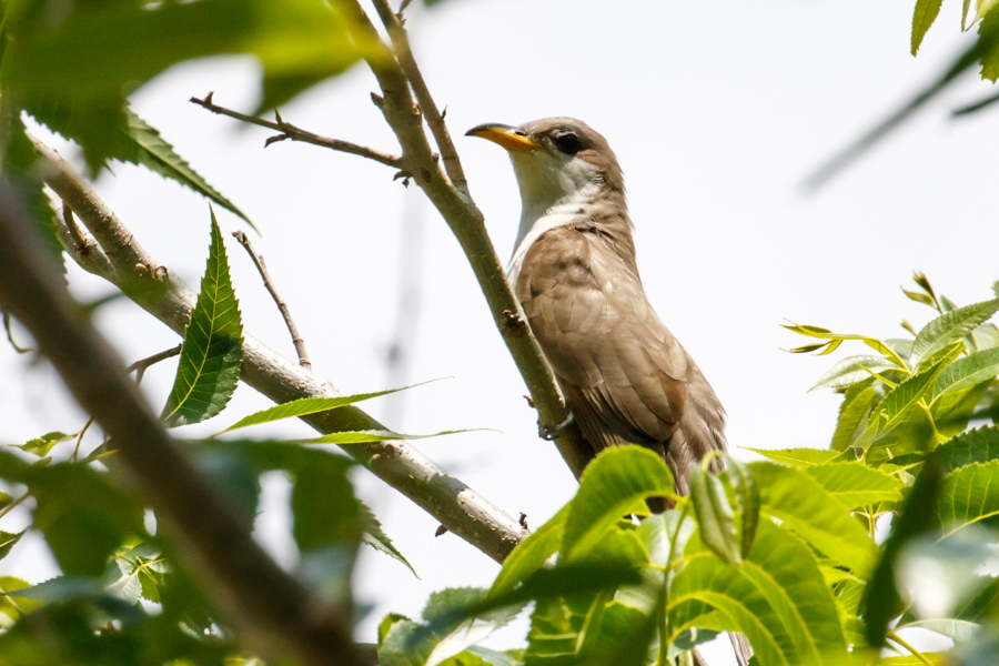 Yellow-billed Cuckoo