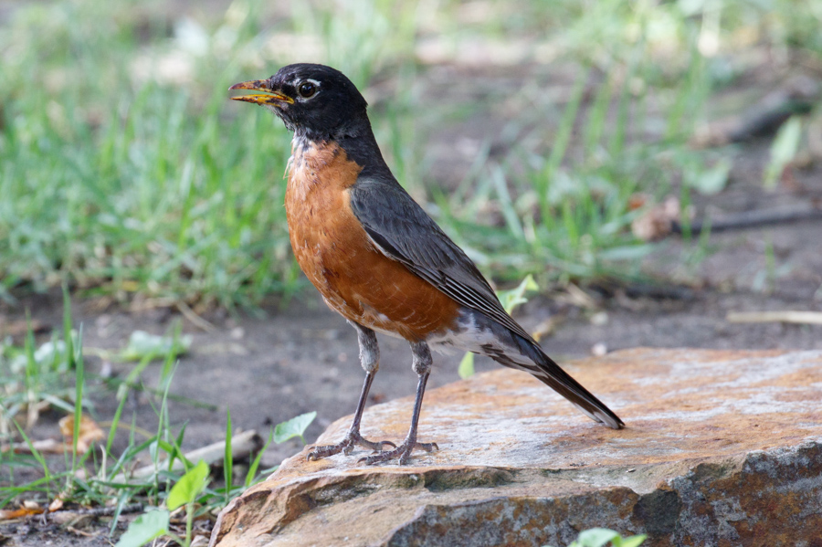 American Robin