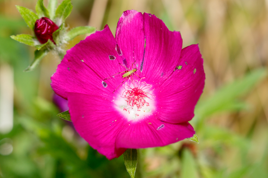 Purple Poppy-mallow