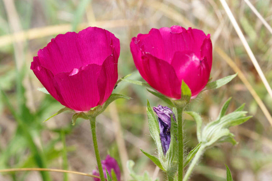 Purple Poppy-mallow