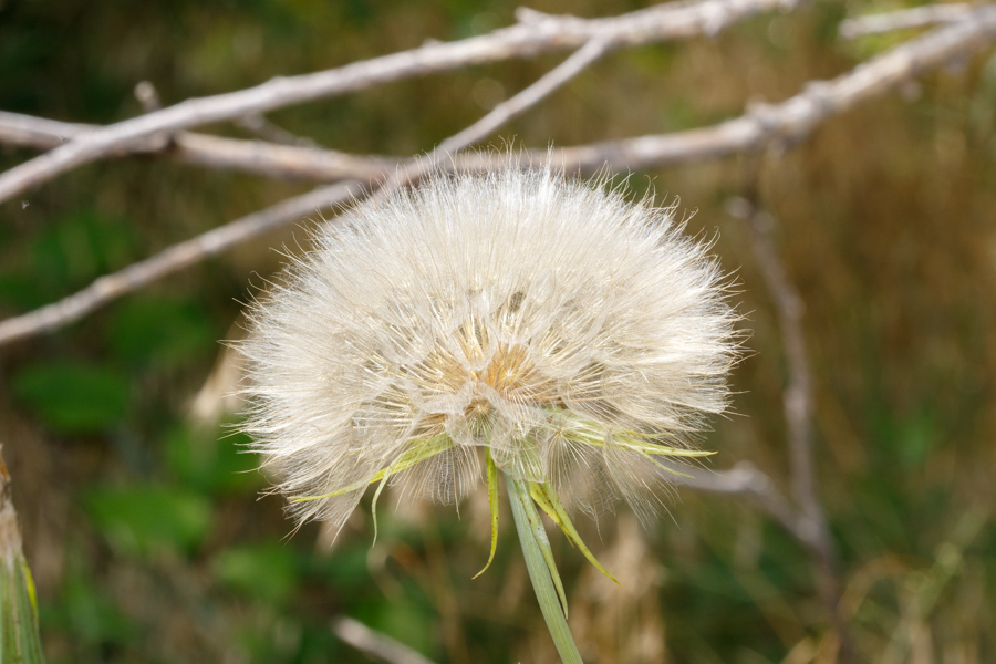 Goat\'s Beard