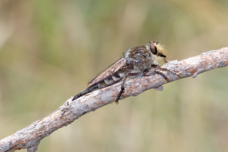 Giant Robber Fly