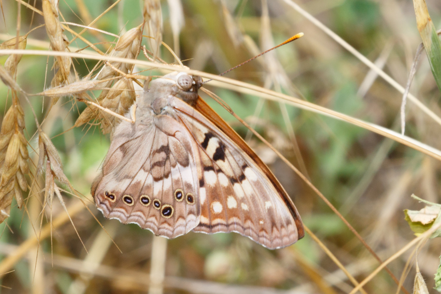 Tawny Emperor Butterfly