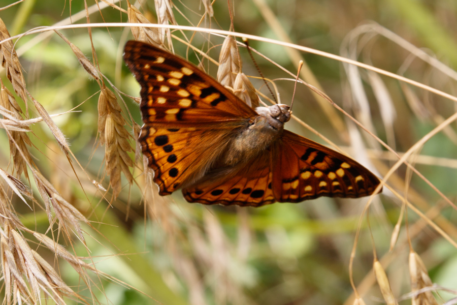 Tawny Emperor Butterfly