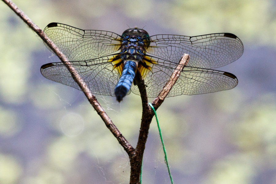 Blue Dasher