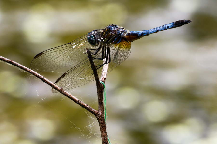 Blue Dasher