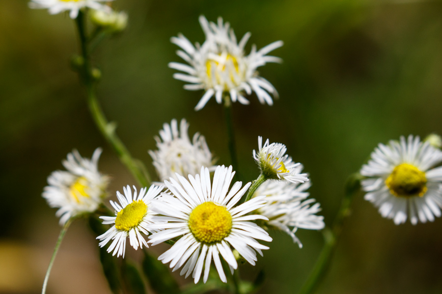 Annual Fleabane