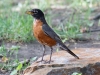 American Robin