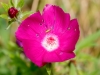 Purple Poppy-mallow