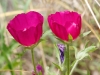 Purple Poppy-mallow