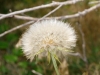 Goat's Beard