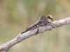 Giant Robber Fly