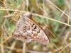 Tawny Emperor Butterfly