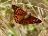 Tawny Emperor Butterfly