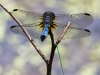 Blue Dasher