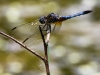 Blue Dasher