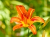 Daylily