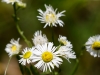 Annual Fleabane