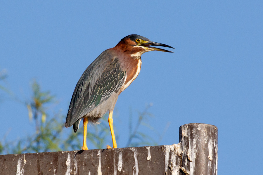 Green Heron