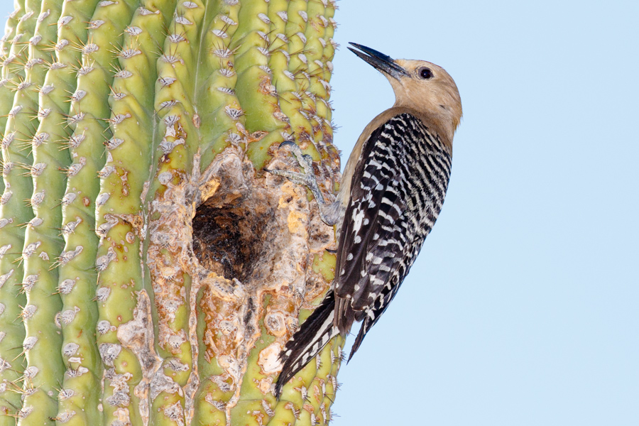 Gila Woodpecker