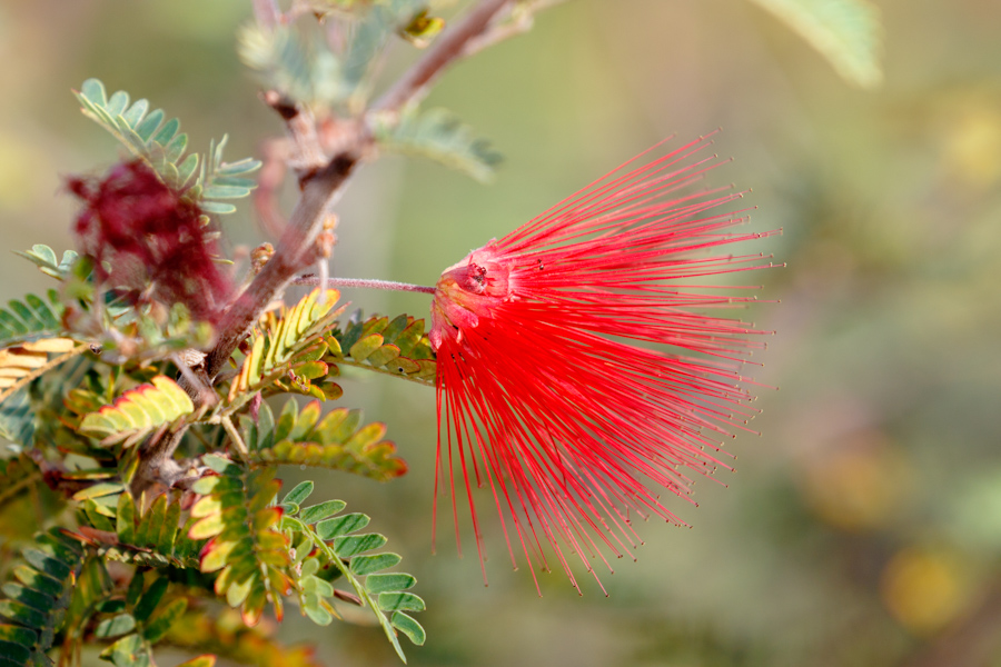 Red Fairy Duster